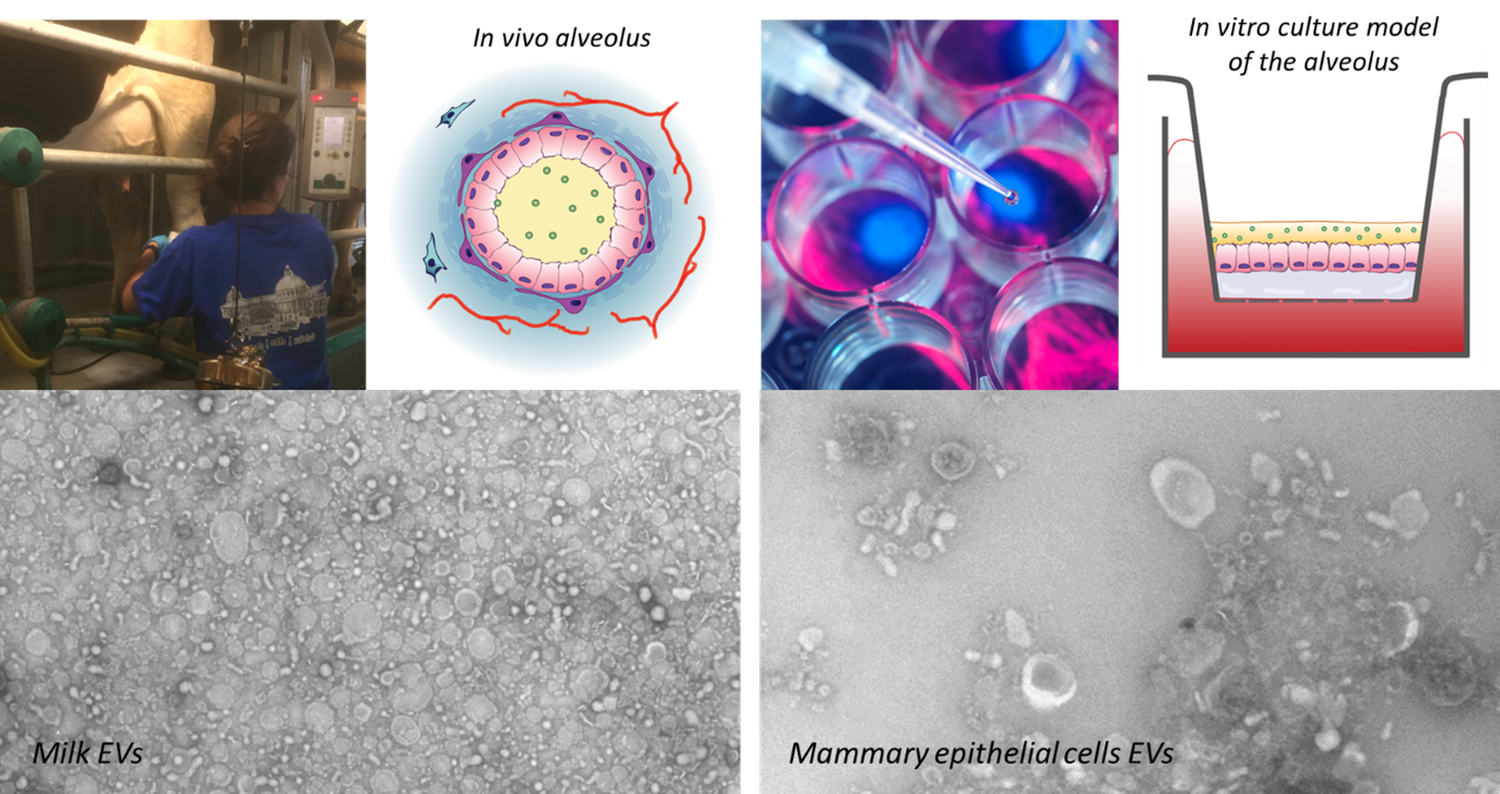 Milk Extracellular Vesicles