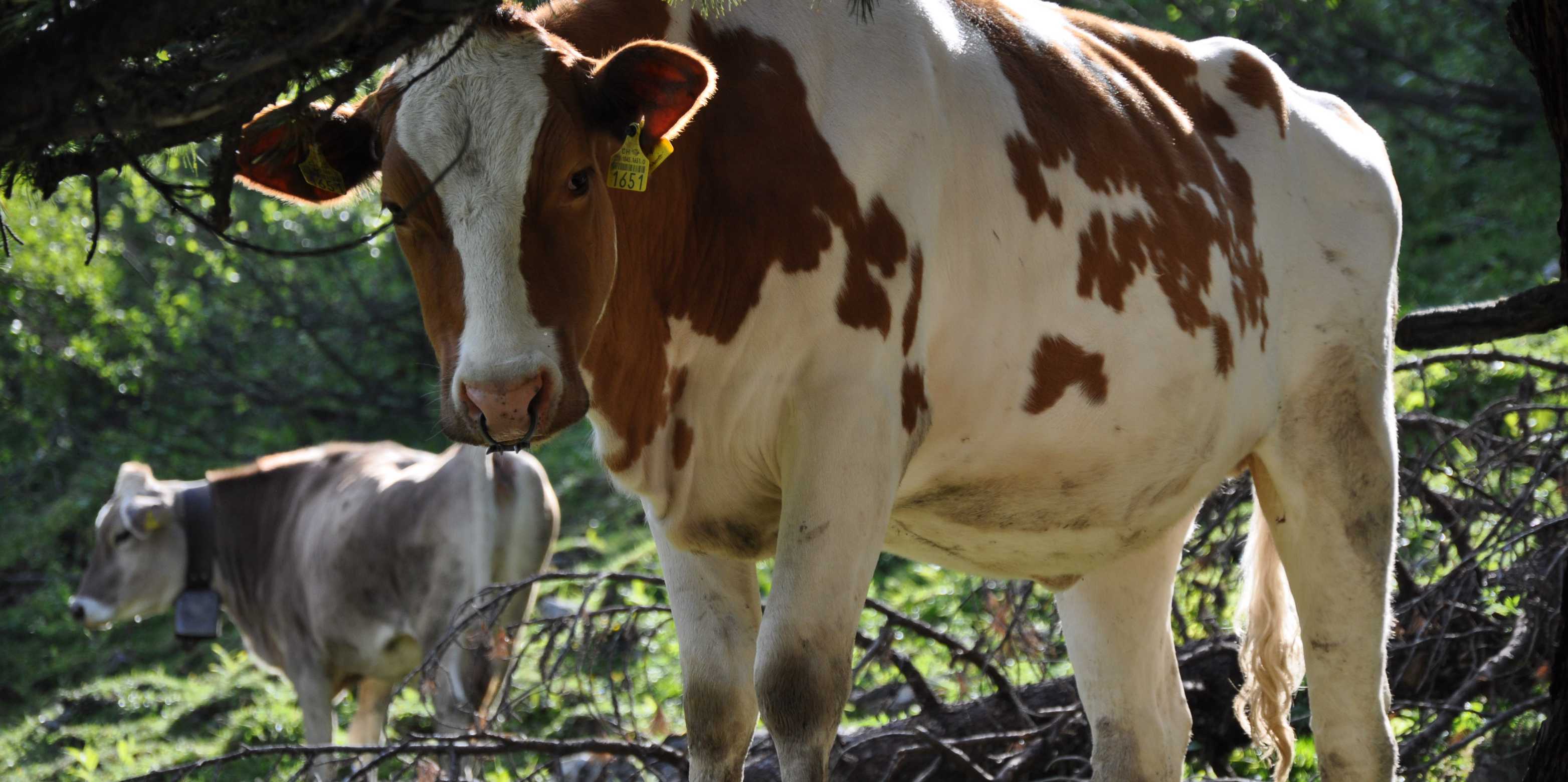cow2