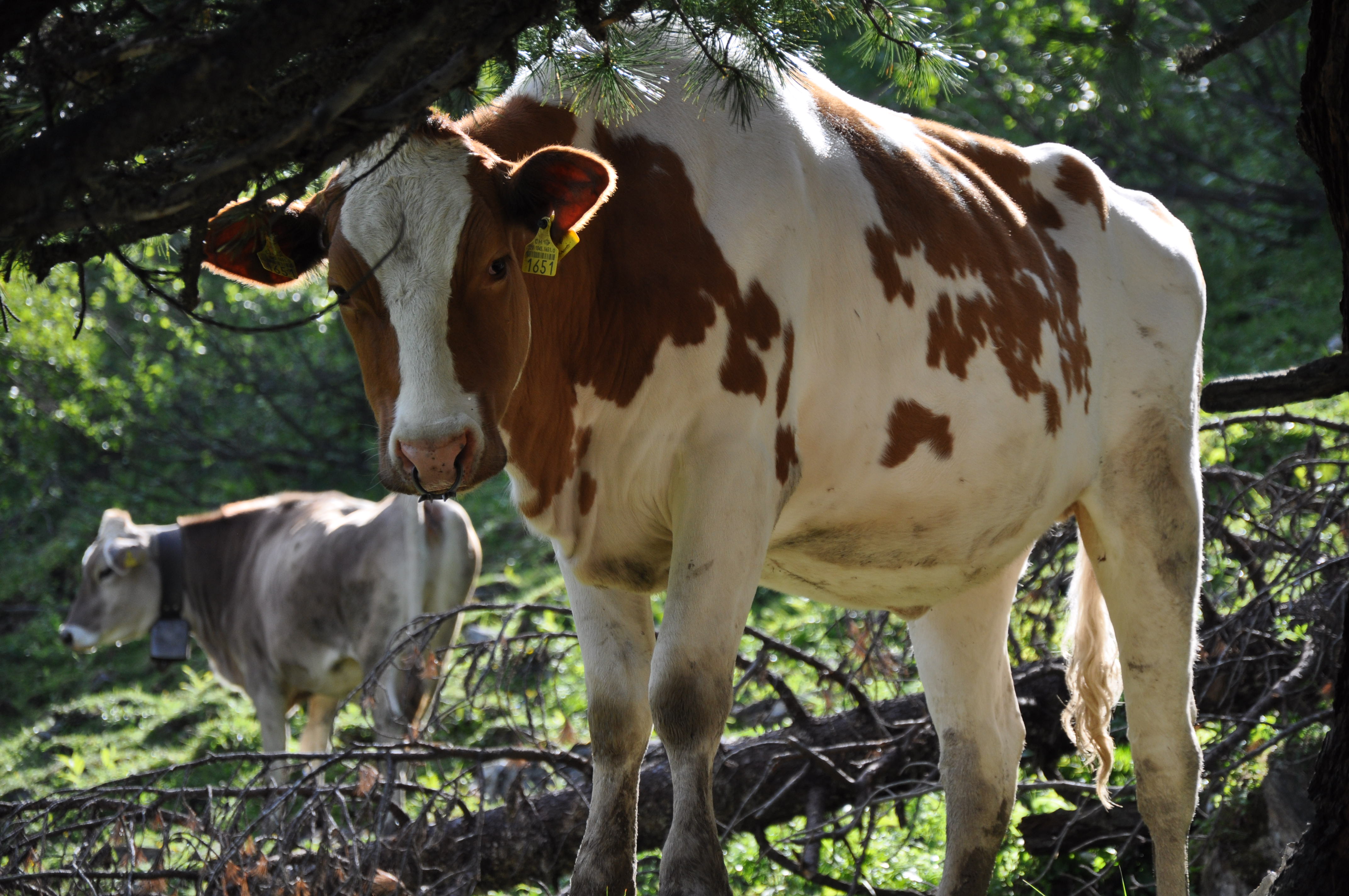 Reproductive Physiology – Animal Physiology | ETH Zurich