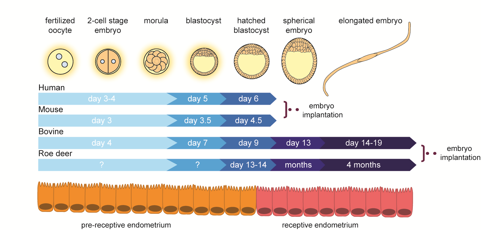 Reproduction